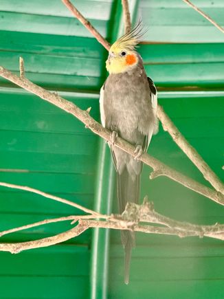 Cockatiel