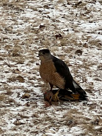 Allison, I think we have twin hawks.