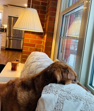 Molly watching it snow. 

Our ski area has had over five feet in the last four days, but the roads are terrible. Kate left for Bozeman at 1 pm today. We’re hoping for a safe trip. Always hard to time getting back and forth for Christmas break. 