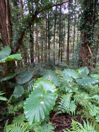 A wonderful walk into the beauty of the island 