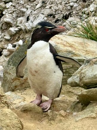 Adult Rockhopper. Love their eyebrows!