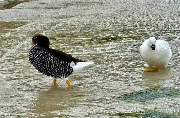 Kelp Geese (female on L, male on R)