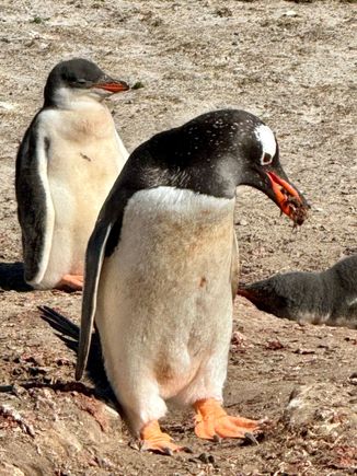 Adult Gentoo penguin (front) and chick