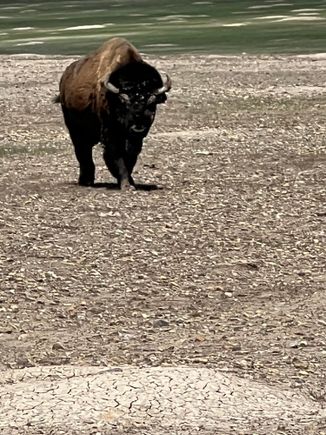 Don't pet the fluffy cows!
