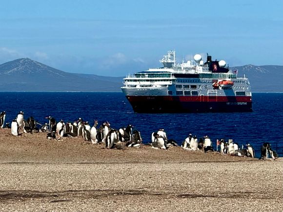 Gentoo penguins checking out our ship