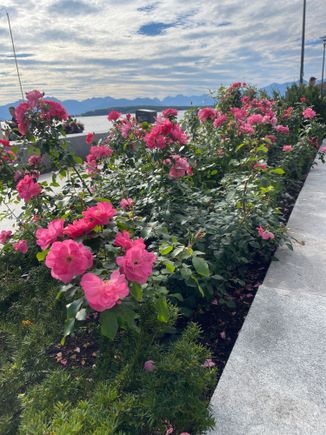 Beautiful roses by the pier