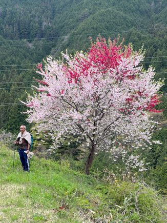 ...and more cherry blossoms