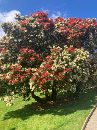 Penrhyn walled garden - there were several of these trees