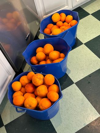 Last of the harvested blood oranges.
