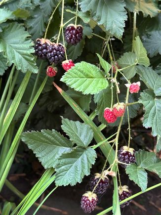 Boysenberries.