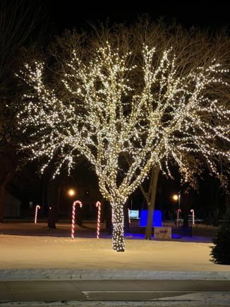 I wouldn't have the patience to install this many lights on a tree.