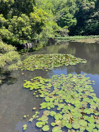 Water lilies and pond