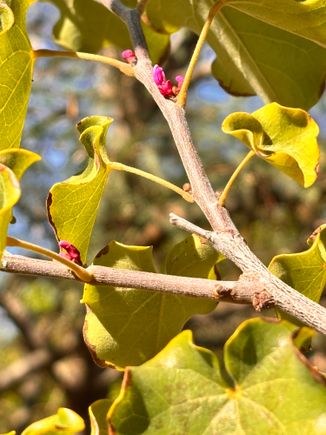 Redbud starting to bloom