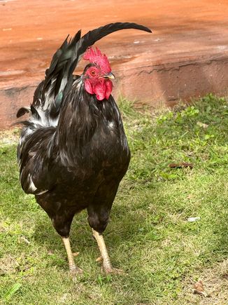 A second bird exclusive!!