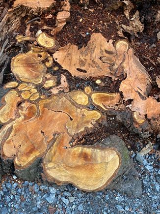 This is a cut tree stump along the path - not part of the gallery but it was such an unusual pattern that I thought it fit here!
