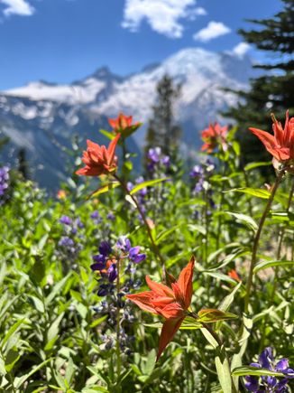 Red one is called paintbrush 