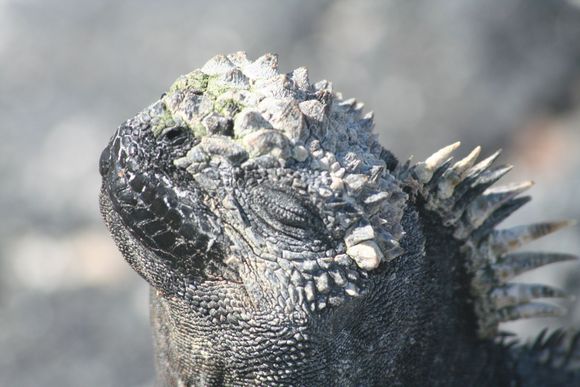 Marine iguana in the Galapagos.