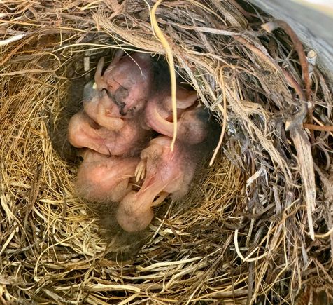 Five baby Bluebirds. !! Thank You dcd.! 