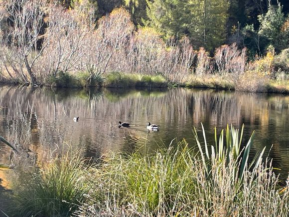Grey,s dam Gabriel Gully Lawrence. The first place in NZ where gold was discovered 