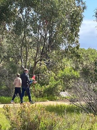 Usually chat to other dog walkers….but they were walking….a macaw….?? 