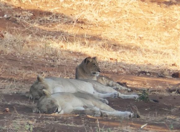 Early morning, a pride of 5 lions were sleeping under a tree across the river (3 shown)