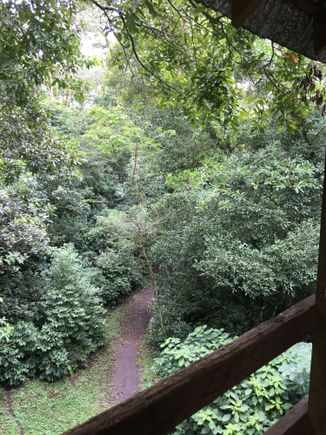 The footpath through the forest, seen from the observation tower.