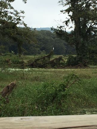 Bayou country, Honduras-style, with bird.