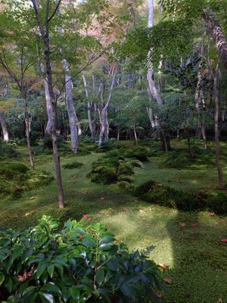 Moss can be so beautiful