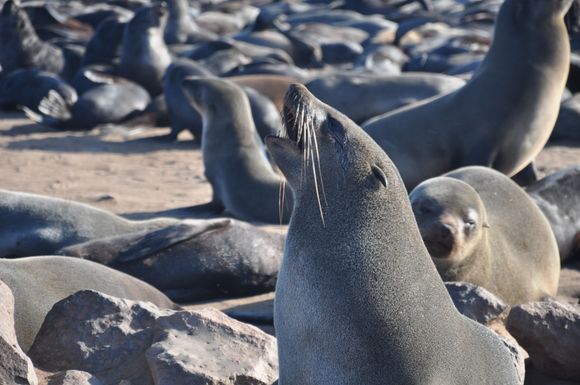Digested and semi-digested seafood buffet in the form of poo is an absolute olfactory assault.