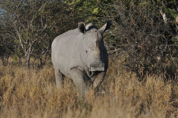 Wide or 'Wyd' an Afrikanns word for a wide mouth of the beast,is the reason for the corrupted name' White ' Rhino.Notice his flat wide muzzle.