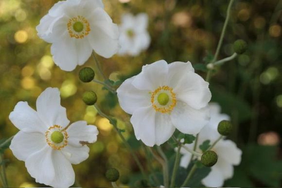 Windflower drifts 