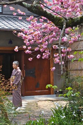 Kyoto Cherry Blossoms