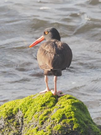 Black Oystercatcher