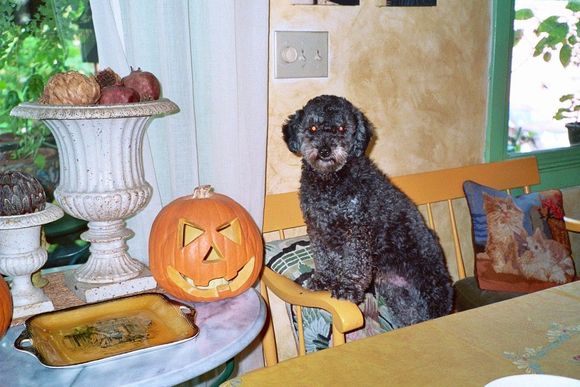 PASTIS R.I.P Sept. 2019
