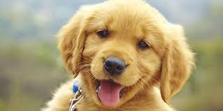CUTE PUPPY