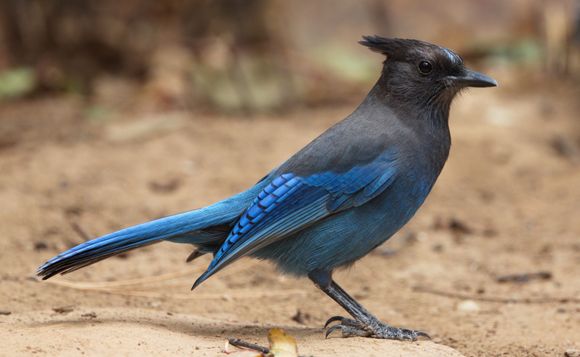The Beautiful  Stellar's Jay as seen in Eugene Oregon !!