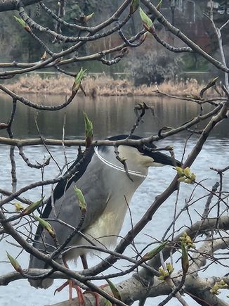 This is a Black Crowned Night Heron.  I thought he had a  white string  about his neck, but  this is called a "pigtail" and  though it is present  most of the year , it is most noticeable  during breeding season ( Like now !!)