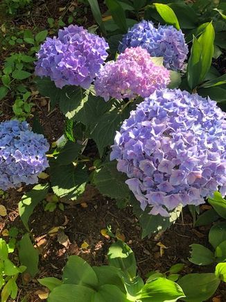 Just planted this spring- Let's Dance Rhythmic Blue