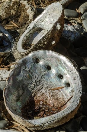 The ocean holds a lot of life. That life plays an important role in the health of our planet. We used Reddit as a source for researching this trip and someone there had rare photos of a shark egg backlit by the sun. Another shutterbug displayed her imagery of nudibranchs, surely one of Mother Nature's most alien-looking life forms.