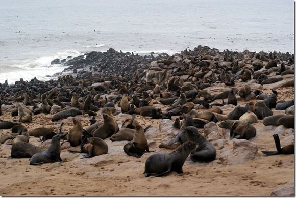 Miles and miles of seals - Namibia