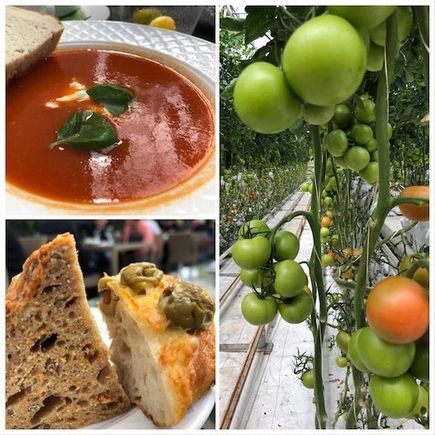 Friðheimar tomato farm