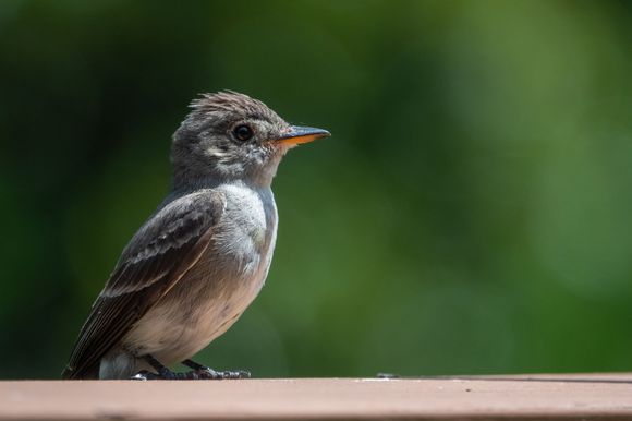 I could not identify this one. Not in my Missouri Bird book. Maybe one of you guys know?