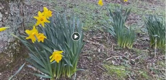 You'll have to ignore the video "go arrow". I couldn't skip the daffodils which are my favorite spring flowers.