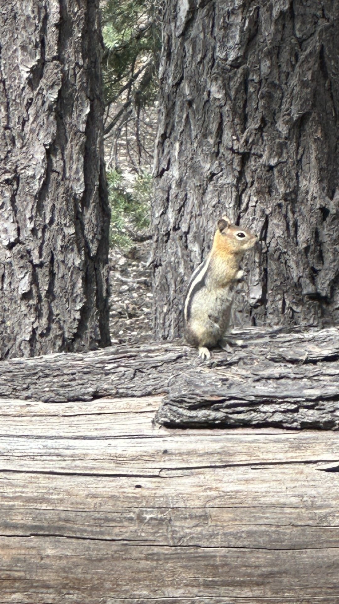 An Official Greeter?