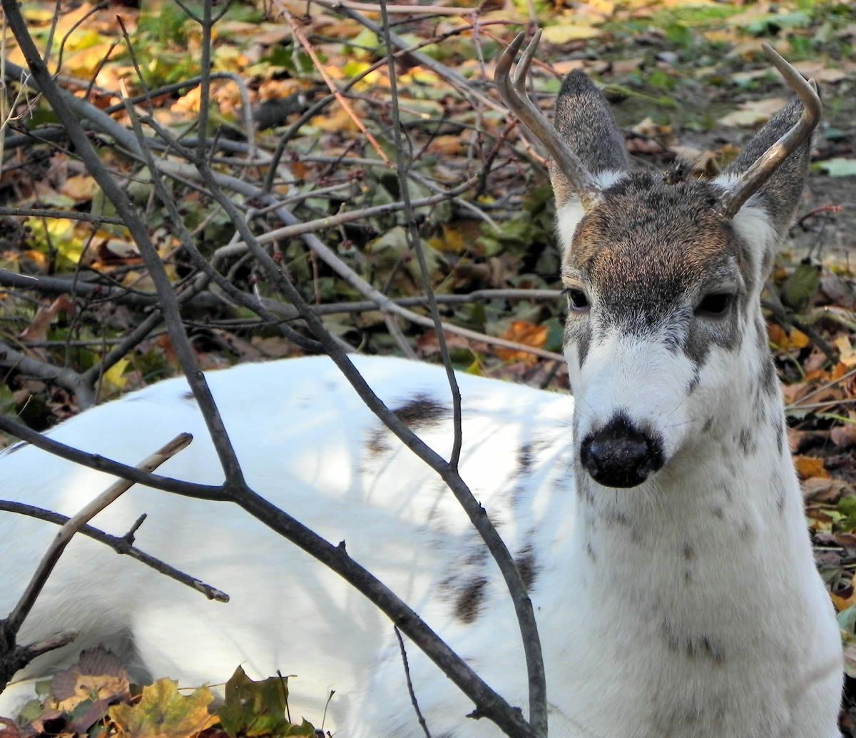 piebald deer 