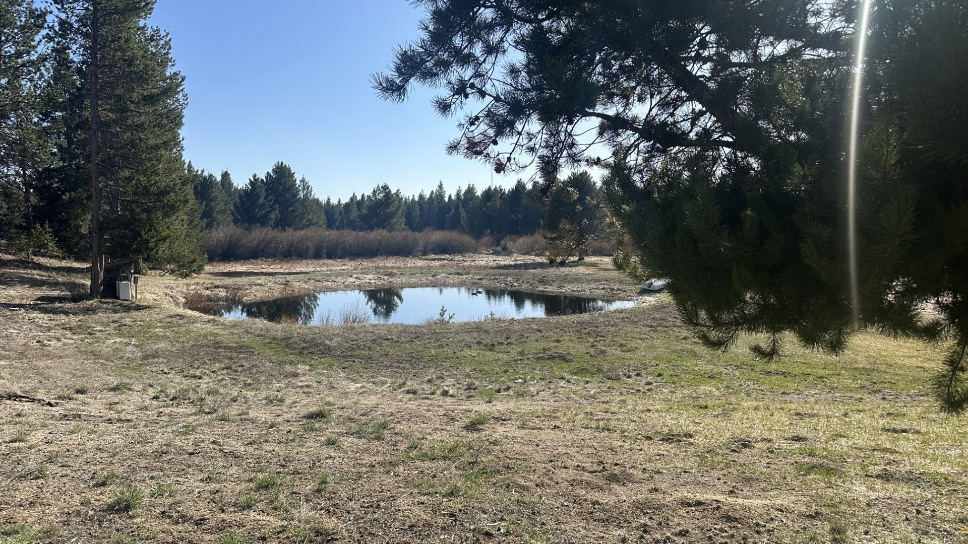 Pond and geese...