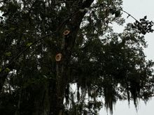 We had 4 more of their trees trimmed back so they weren’t overhanging our yard and the shed where my truck lives. They were in agreement with it. 