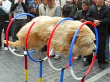 Magnetic dog propulsion device?