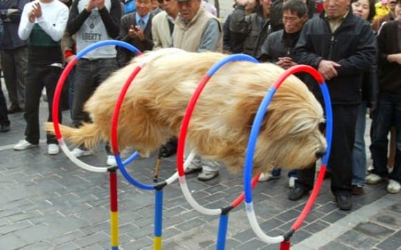 Magnetic dog propulsion device?
