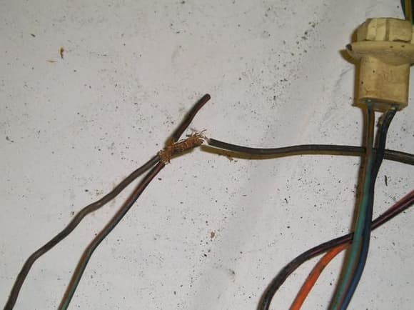 P1010427 - Rear wiring harness showing lic plate illumination socket